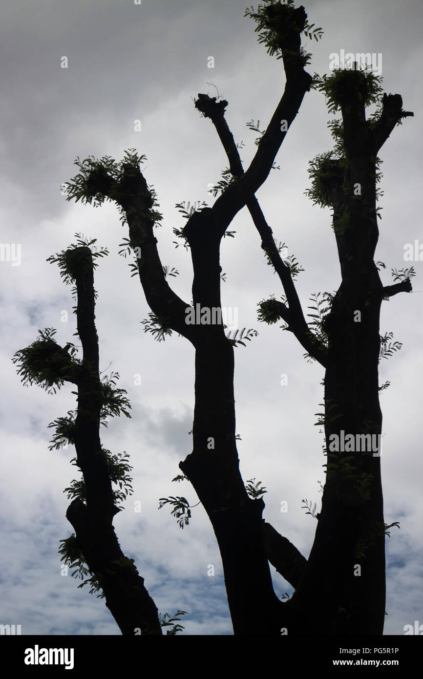 Abnorme Form shilouette Baum mit bewölkter Himmel, Foto Stockfoto