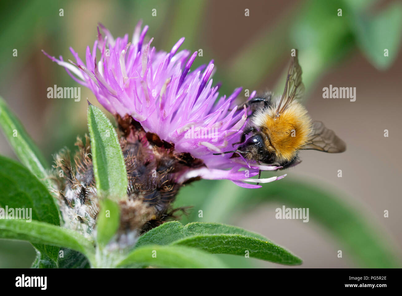 Baum bumblebee Fütterung auf gemeinsame Flockenblume Stockfoto