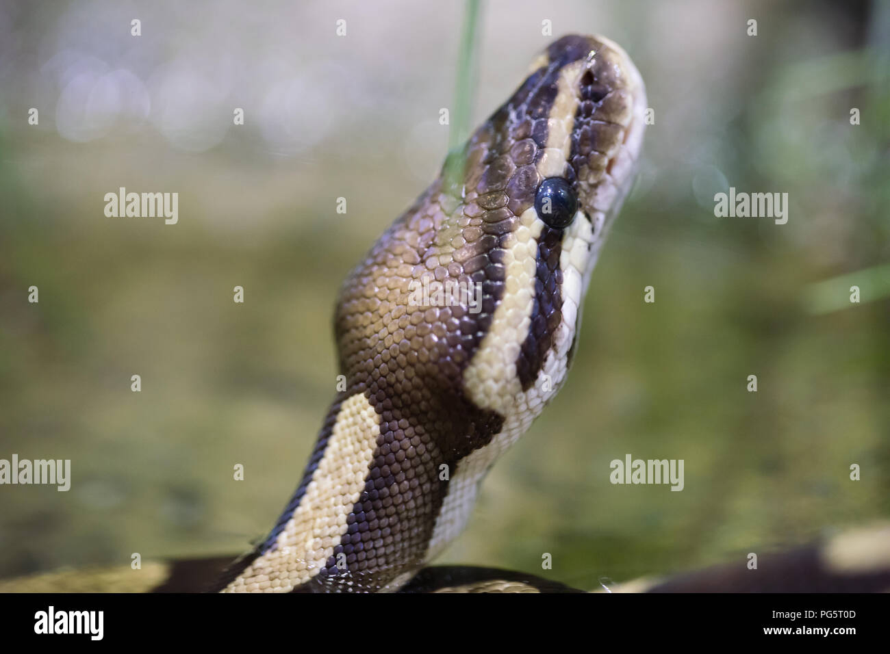 Seitlichen Blick auf den Kopf Schlange Stockfoto