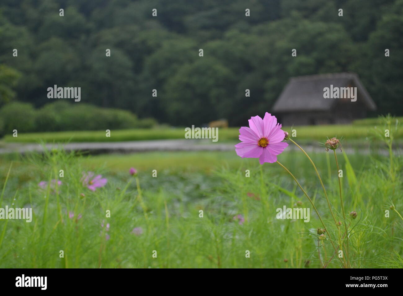 Eine Blume mit unscharfen Hintergrund Stockfoto