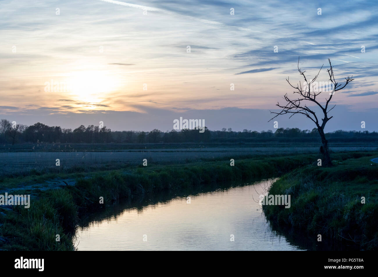 Einsamer Baum in der Nähe ein kleiner Fluss in einem natürlichen Park im Winter vor Sonnenuntergang Stockfoto