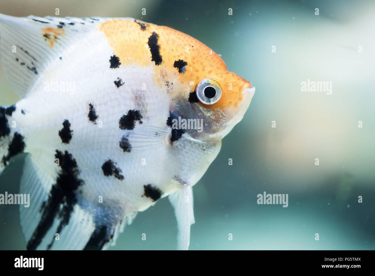 Auchen scalare, auch als Angelfish oder Freshwater angelfish Stockfoto