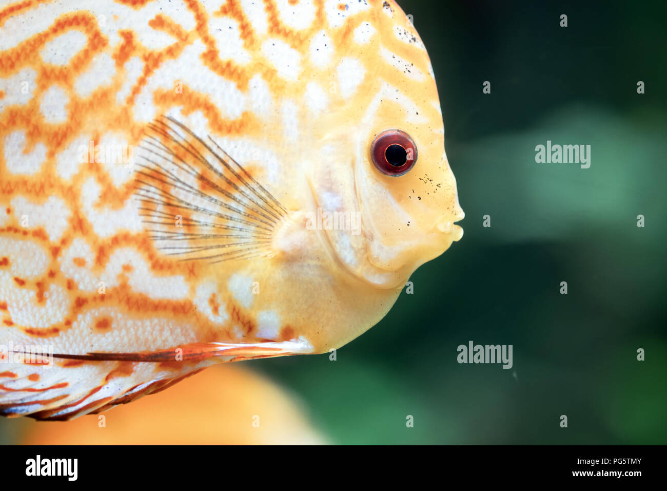 Diskus sind einige der schönsten tropischen Fische im Aquarium Stockfoto