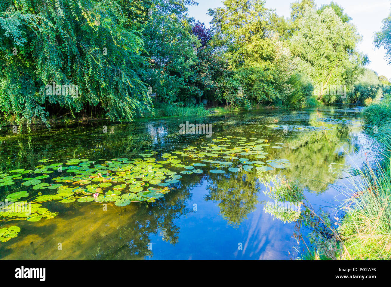 Fluss Teichlandschaft mit reflektierenden Wasser und Wasser Lilly's Stockfoto