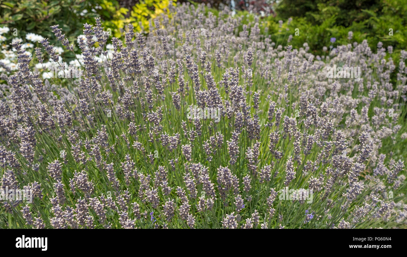 Seitlich auf der Suche nach blühenden Lavendel. Tiefenschärfe übertreibt das Gefühl einer expansiven Bereich der lila Blüten Stockfoto