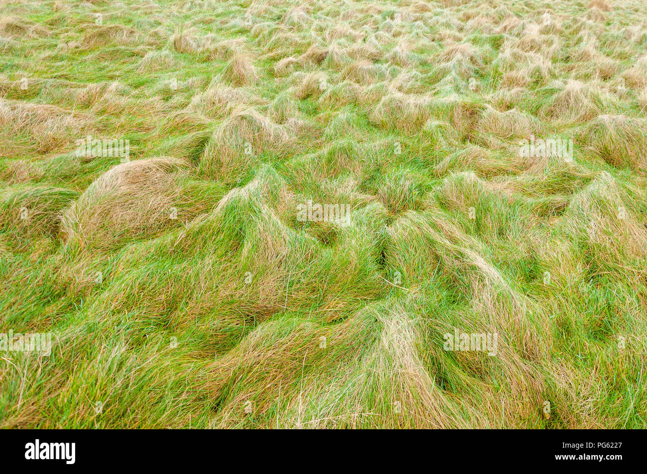 Gras in Klumpen auf einem Moor Stockfoto