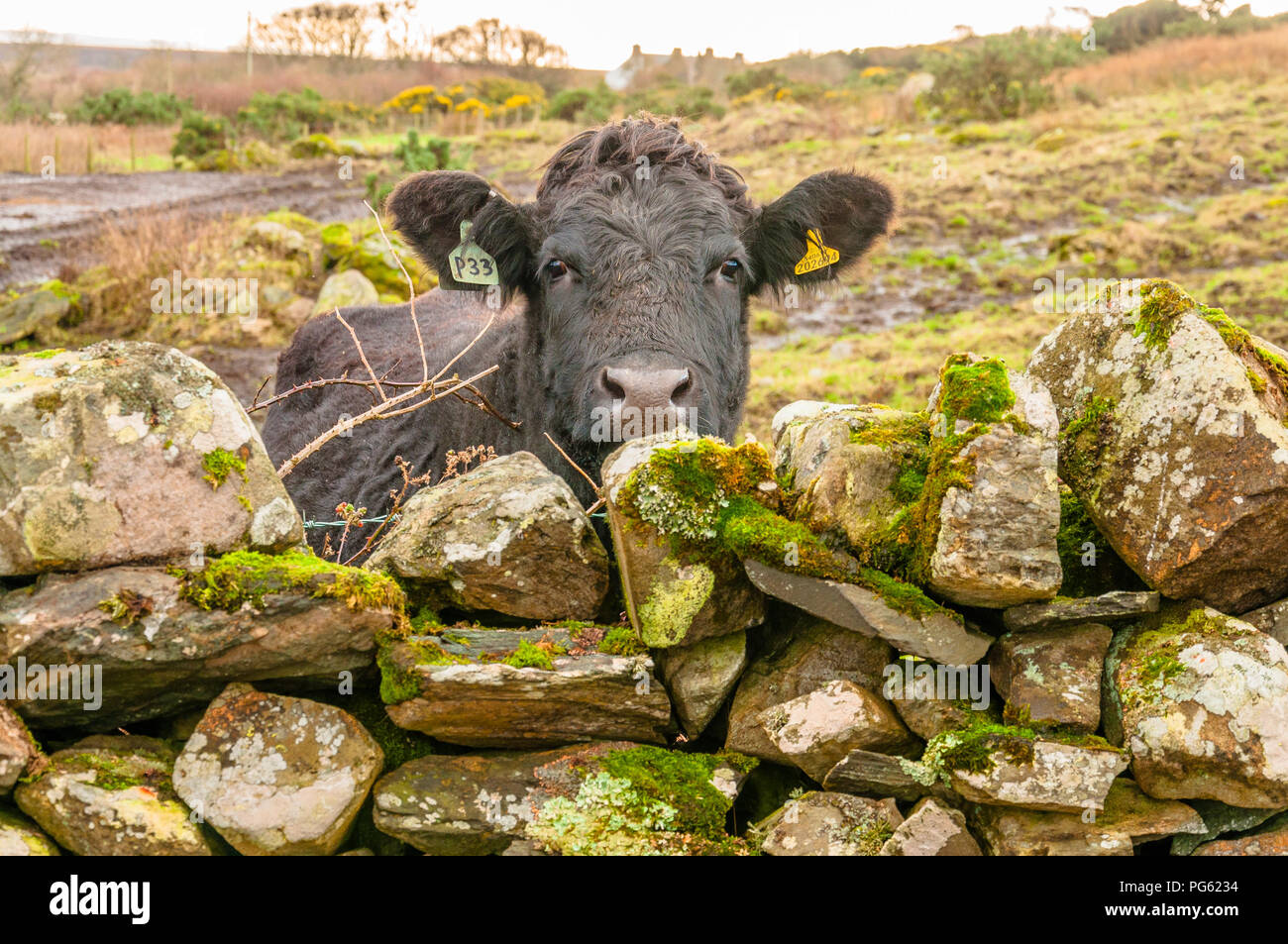 Eine Kuh in die Kamera über ein Moos bedeckt Steinmauer suchen Stockfoto