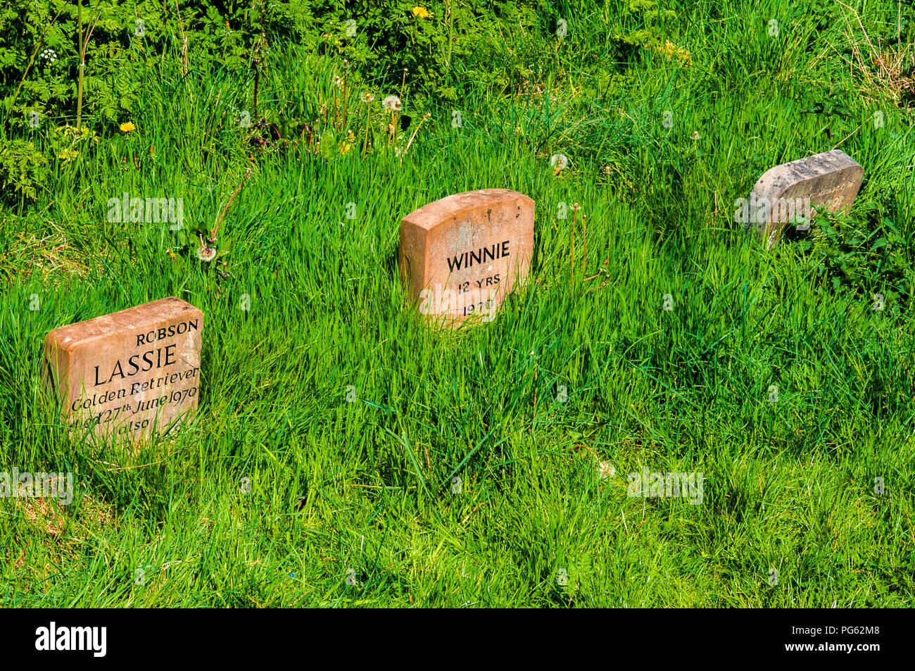 Hund die Grabsteine im Jesmond Dene, Newcastle, England, Großbritannien Stockfoto