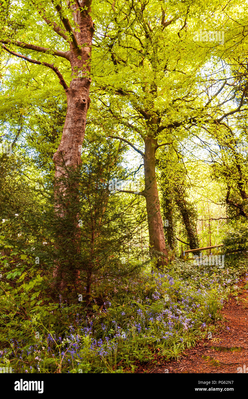 Große grüne Bäume mit Bluebell Blumen im Jesmond Dene, Newcastle, England, Großbritannien Stockfoto