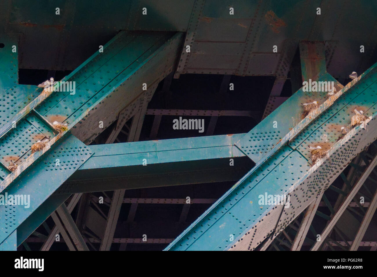 Vögel nisten auf unterstützt die Tyne Bridge in Newcastle, England, Großbritannien Stockfoto