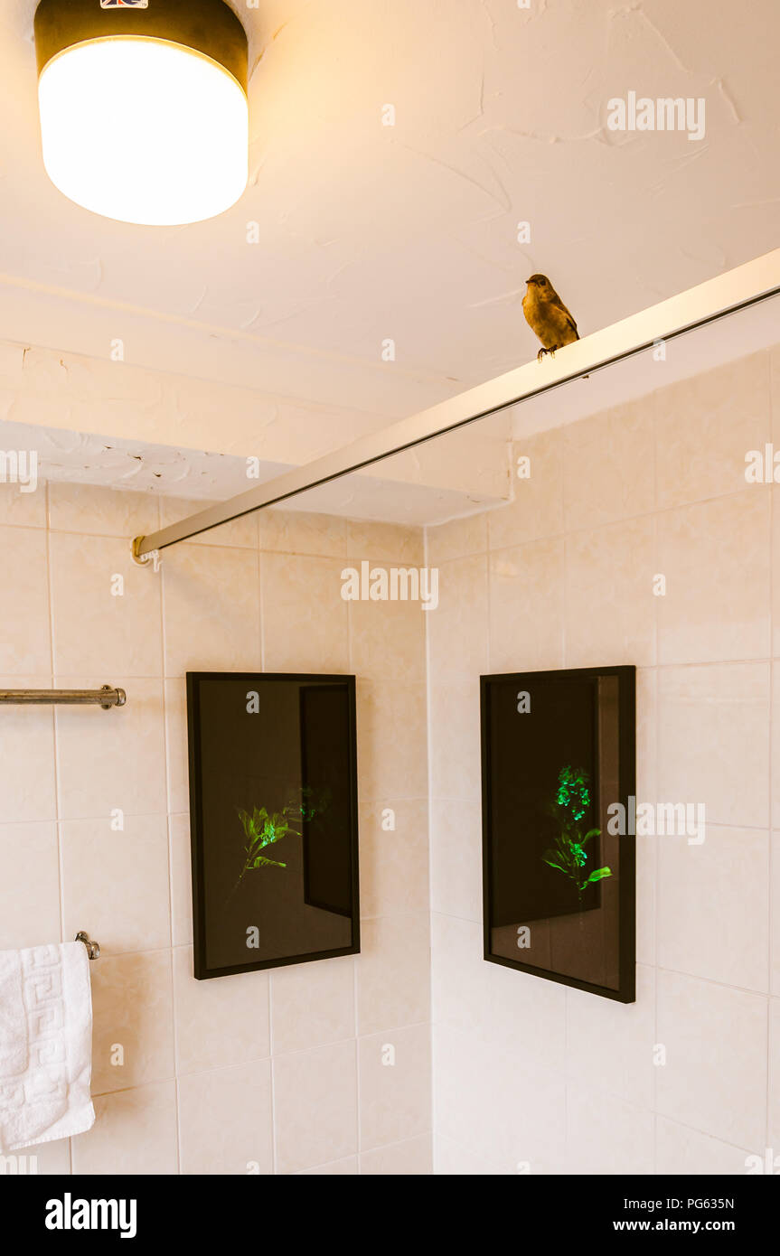 Ein Bad im Nayland Rock Hotel, eine Amsel auf einem Dusche Schiene gefüllt, Bilder der Pflanzen gegen schwarze Hintergründe, Margate, England, Großbritannien Stockfoto