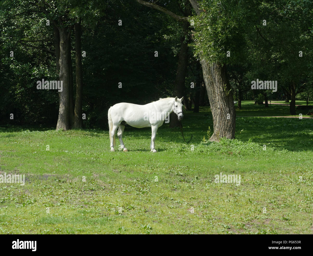 Schönen weißen Pferd auf einer grünen Weide Stockfoto