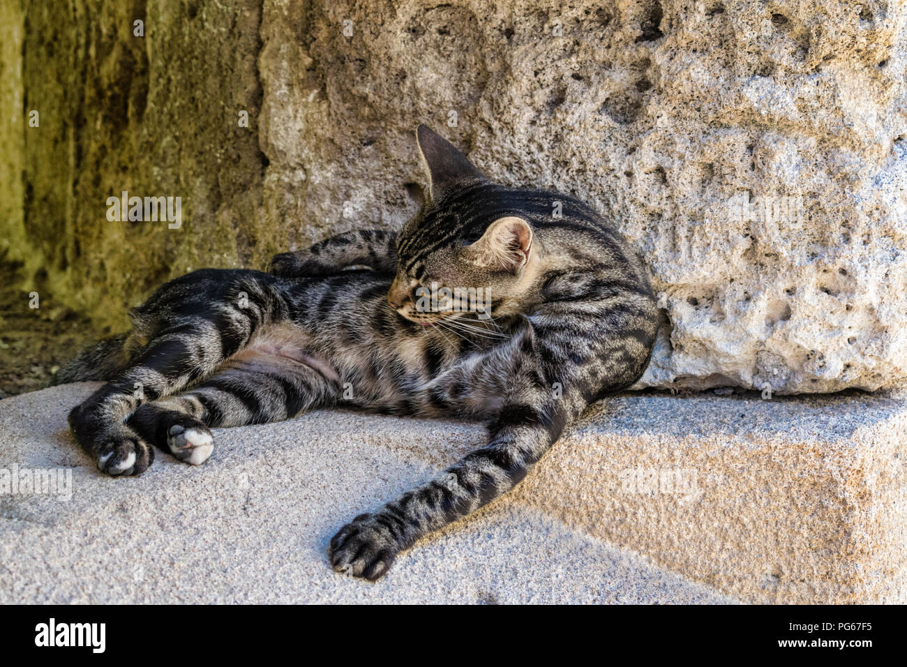 Eine Katze ist die Pflege selbst auf einer Steinmauer auf der griechischen Insel Rhodos Stockfoto