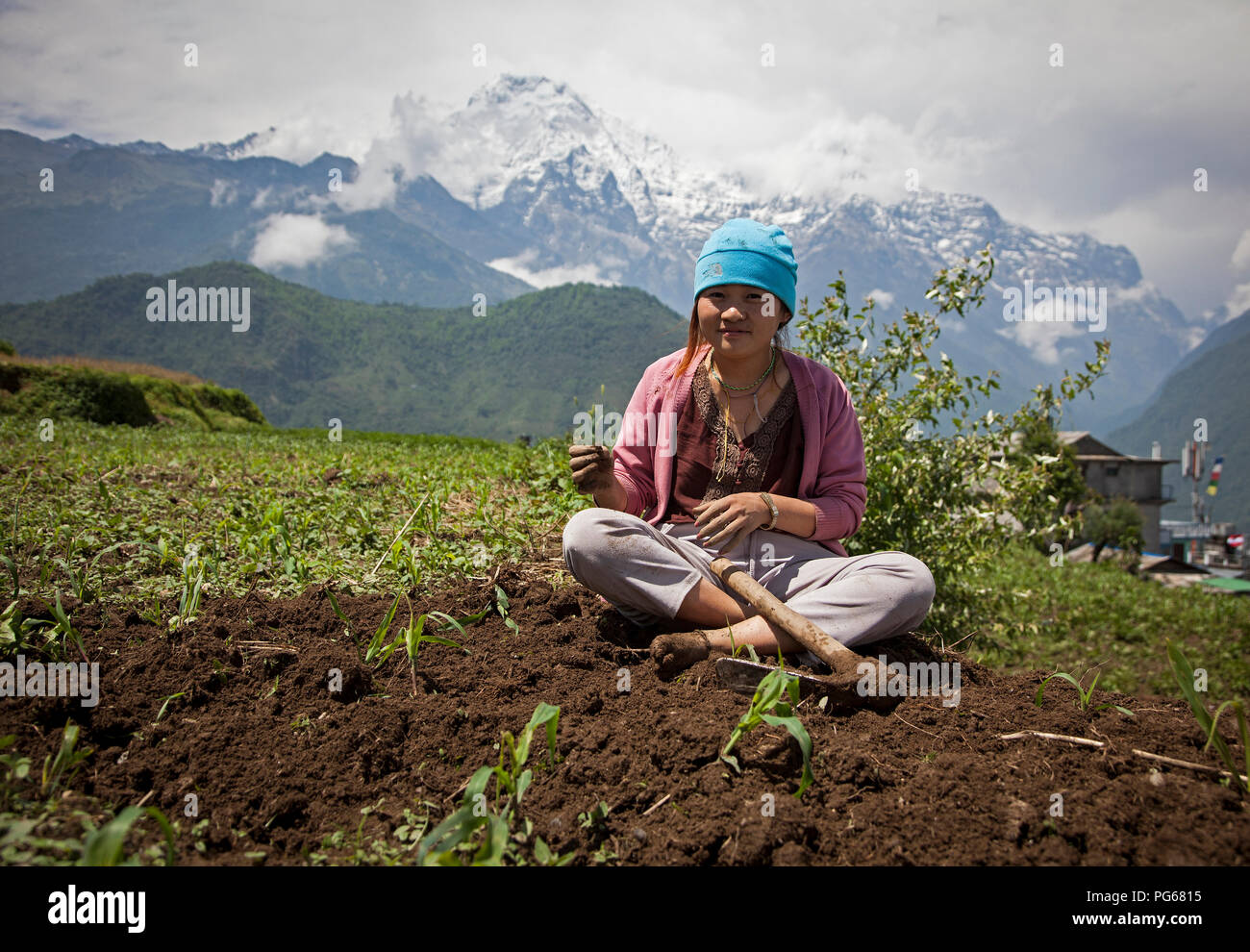 Bauer Ernte in Ihrem Maisfeld mit Annapurnas im Hintergrund. Ghandruk. Annapurna Trek. Nepal Stockfoto