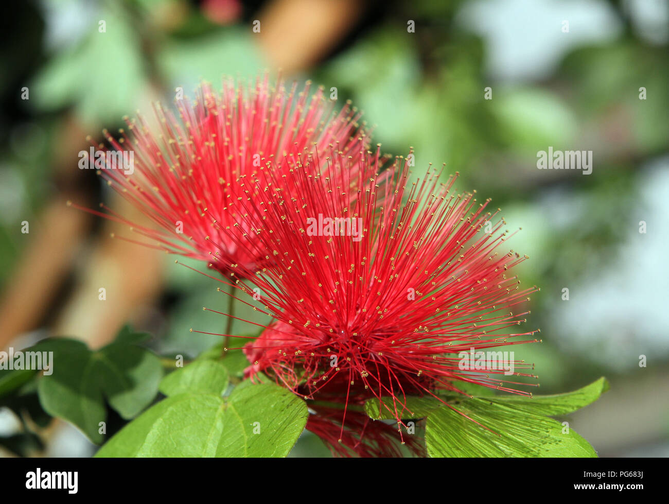 Bunte Blumen Stockfoto