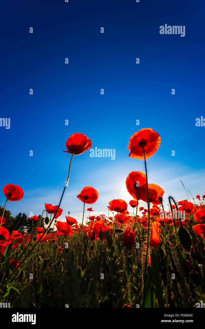 Roter Mohn (Papaveraceae), East Lothian, Schottland. Stockfoto
