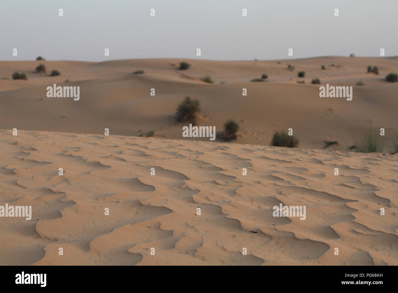 Am frühen Abend in der Wüste. Sanddünen Stockfoto