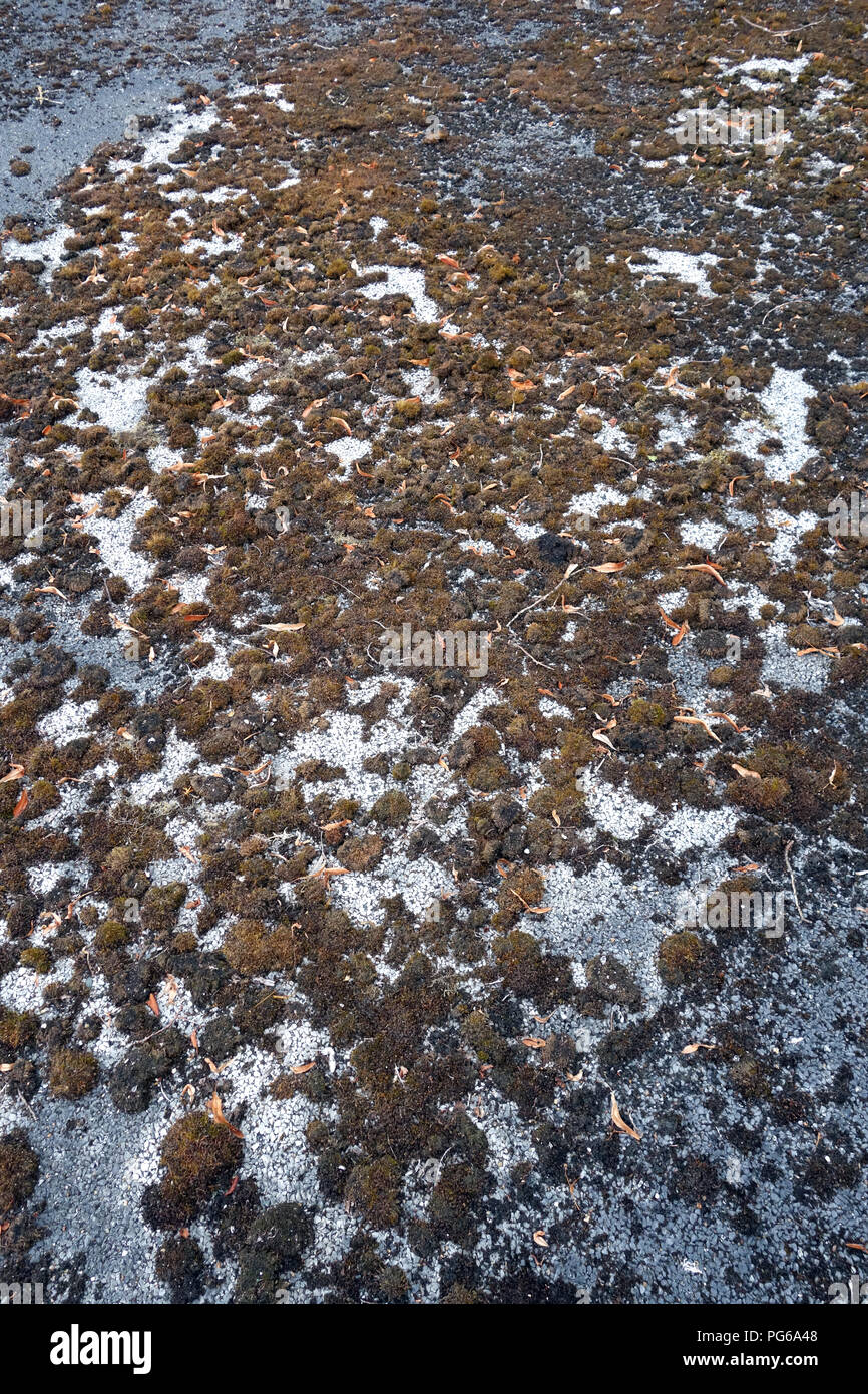 Stillgelegte Tennisplatz in schlechtem Zustand Stockfoto