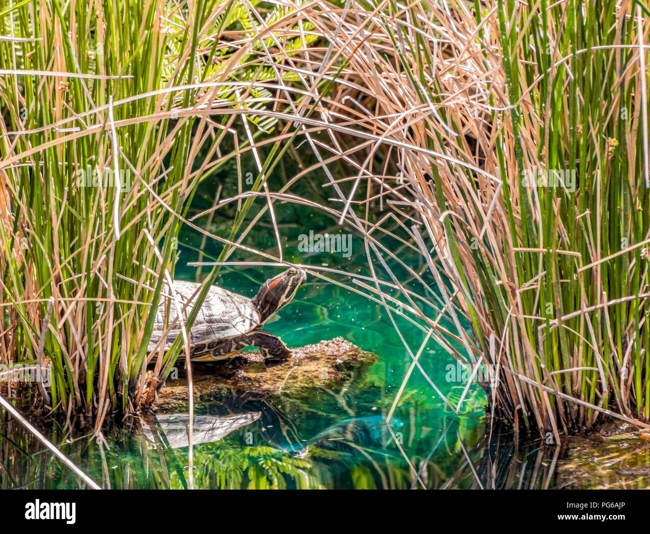 Schildkröten auf Rock mit Fischen schwimmen Vergangenheit Stockfoto