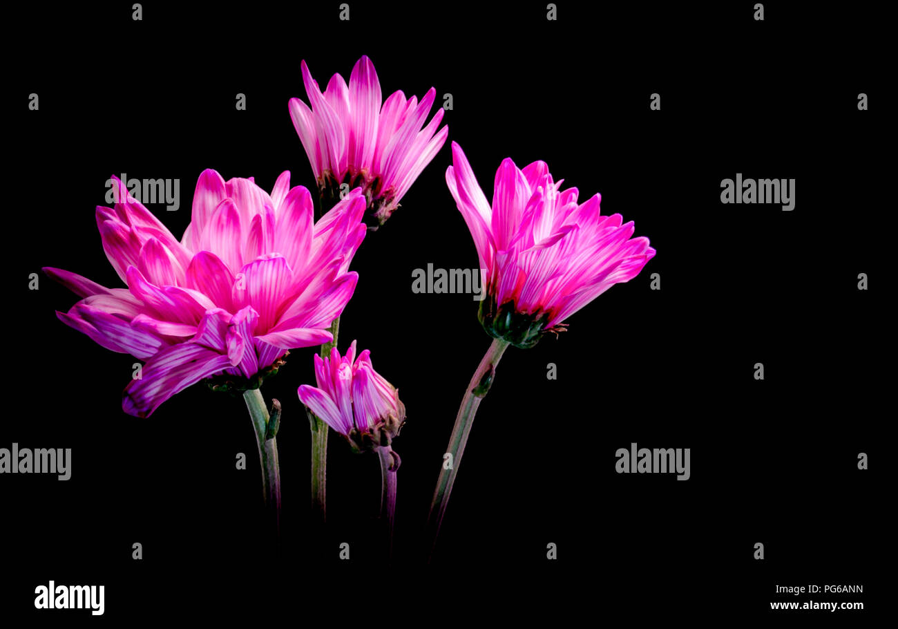 Rosa-weiß gestreiften Gänseblümchen auf schwarzem Hintergrund Stockfoto