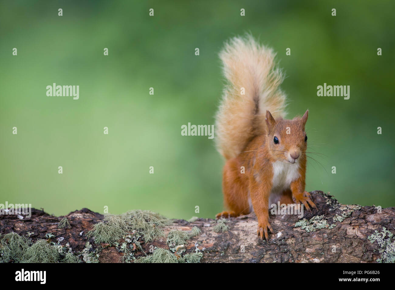 Porträt der Eurasischen rote Eichhörnchen auf Baumstamm Stockfoto
