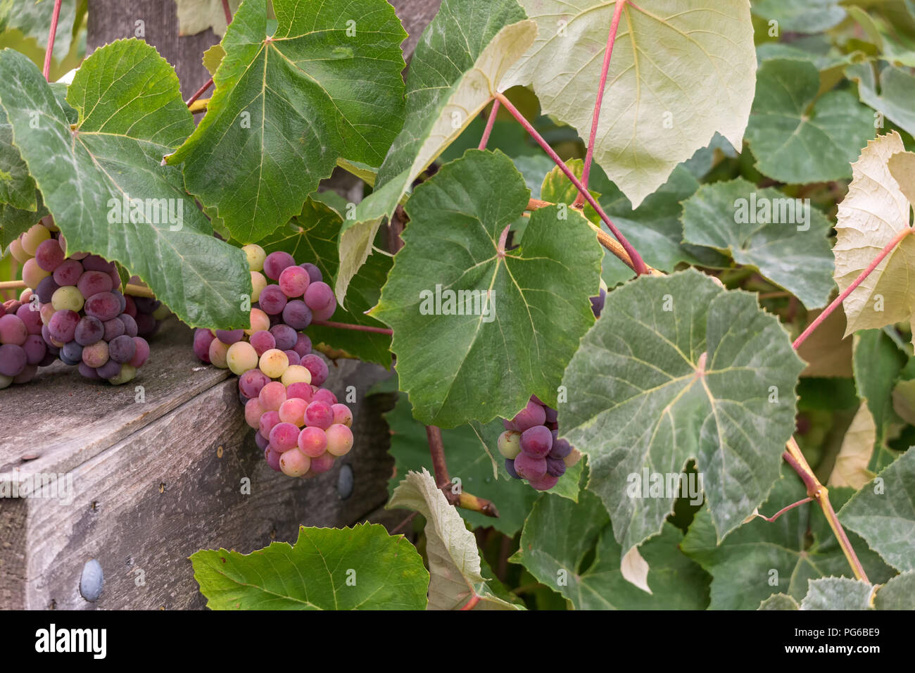 Frische rote Trauben zu Traubenmost Gitter, Nahaufnahme Stockfoto