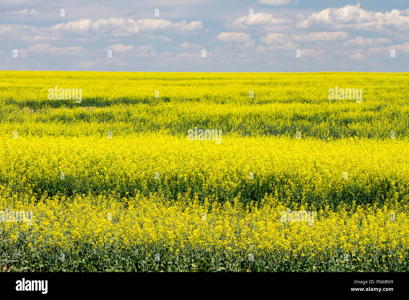 Rapsfeld in Blüte mit gelben Blüten in den kanadischen Prärien in Alberta, Kanada. Stockfoto