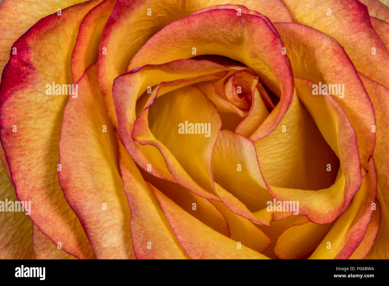 Makroaufnahme einer Orange & red rose Stockfoto