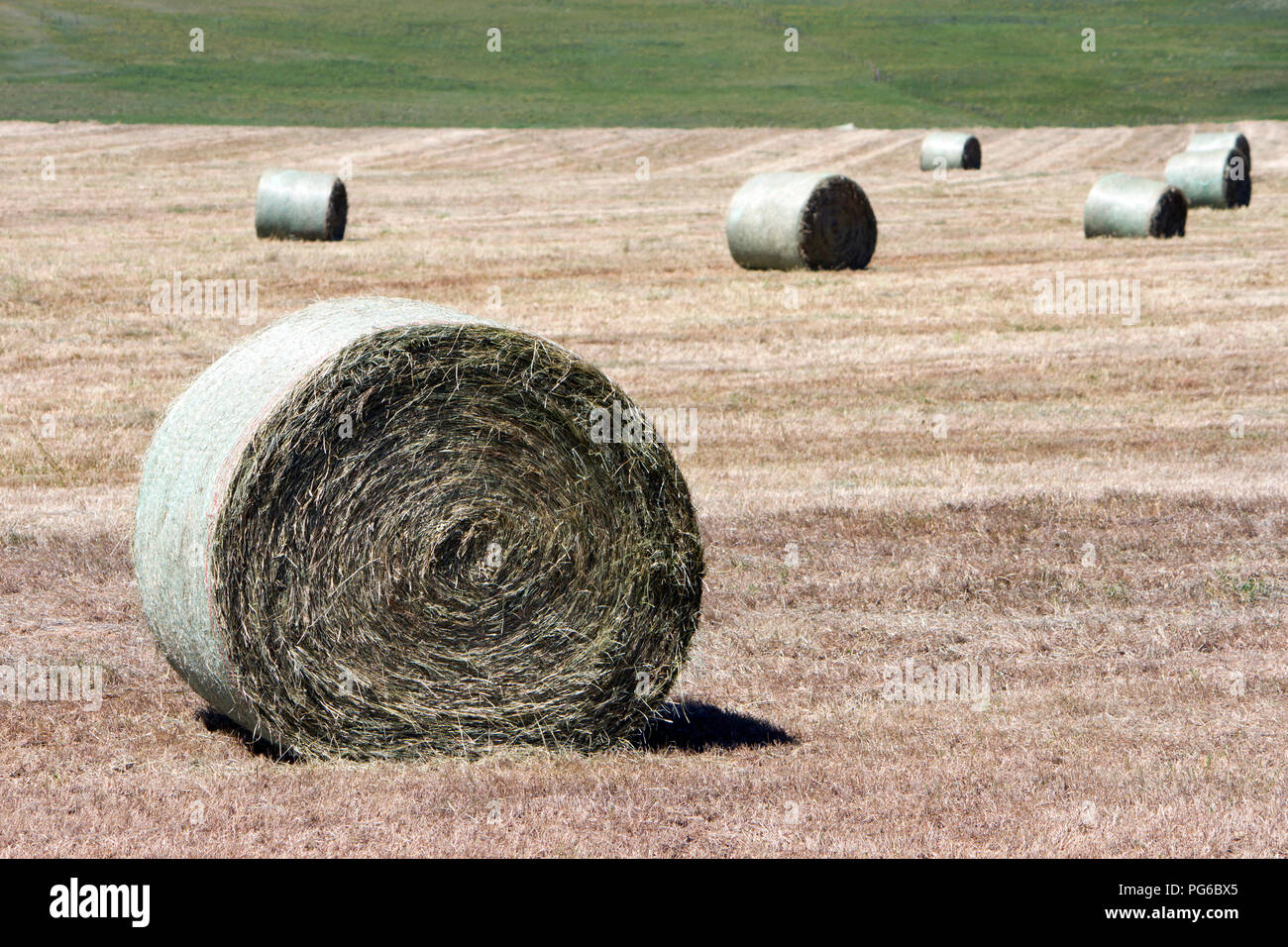 Ballen Heuballen auf einem Feld in der Nähe von Lundbreck, Alberta, Kanada. Stockfoto
