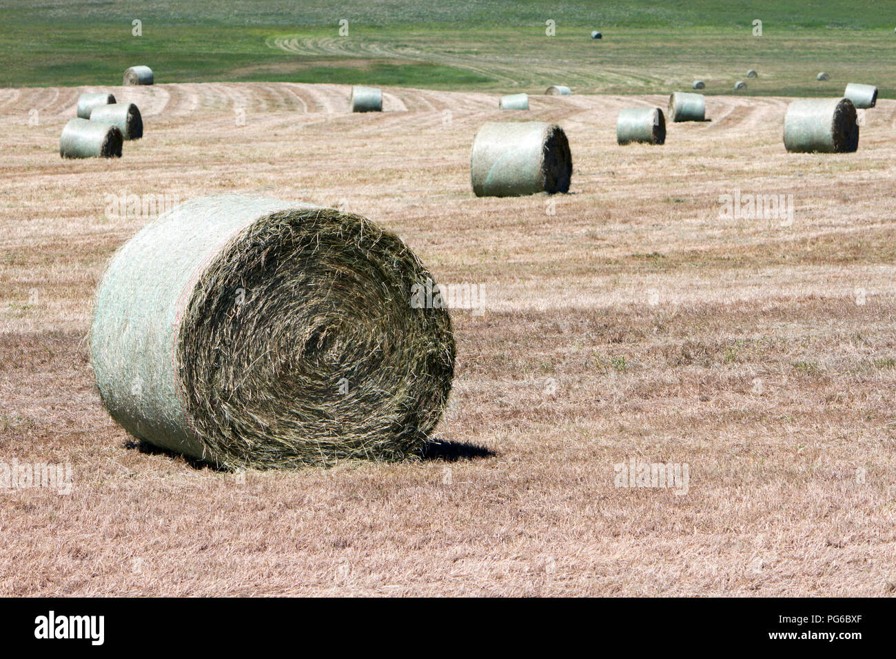 Ballen Heuballen auf einem Feld in der Nähe von Lundbreck, Alberta, Kanada. Stockfoto