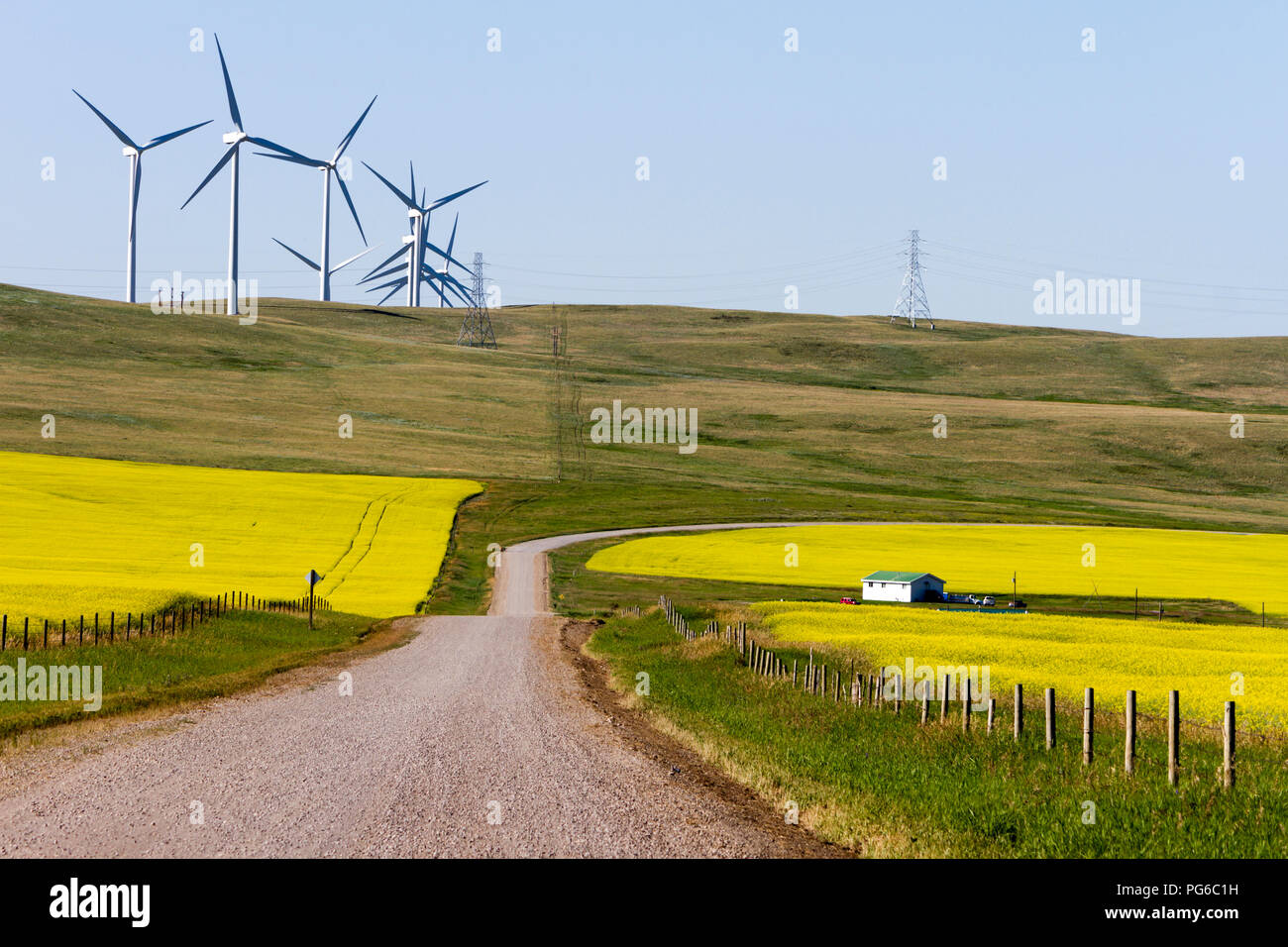 Windenergieanlagen Energieerzeugung im Rapsfeld in Blüte in der Nähe von Pincher Creek, Alberta, Kanada. Stockfoto
