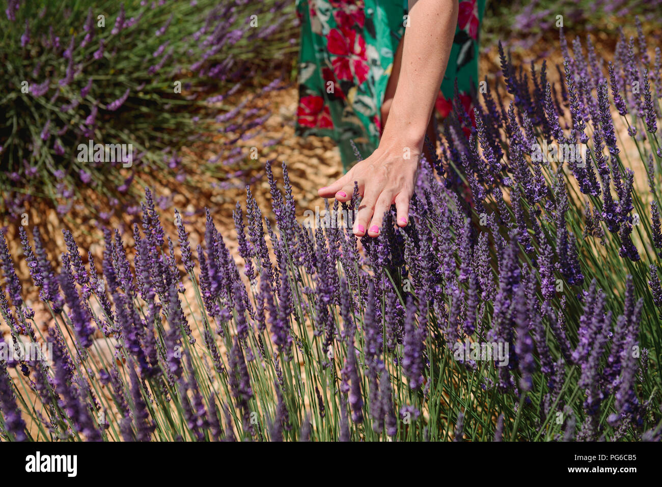 Frankreich, Provence, Frau berühren Lavendel bloosoms im Feld im Sommer Stockfoto