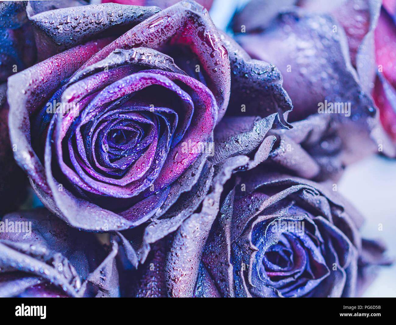 Makrofotografie Von Lila Neon Rosen Mit Regentropfen Fantasie Und Magie Selektive Konzentrieren Stockfotografie Alamy
