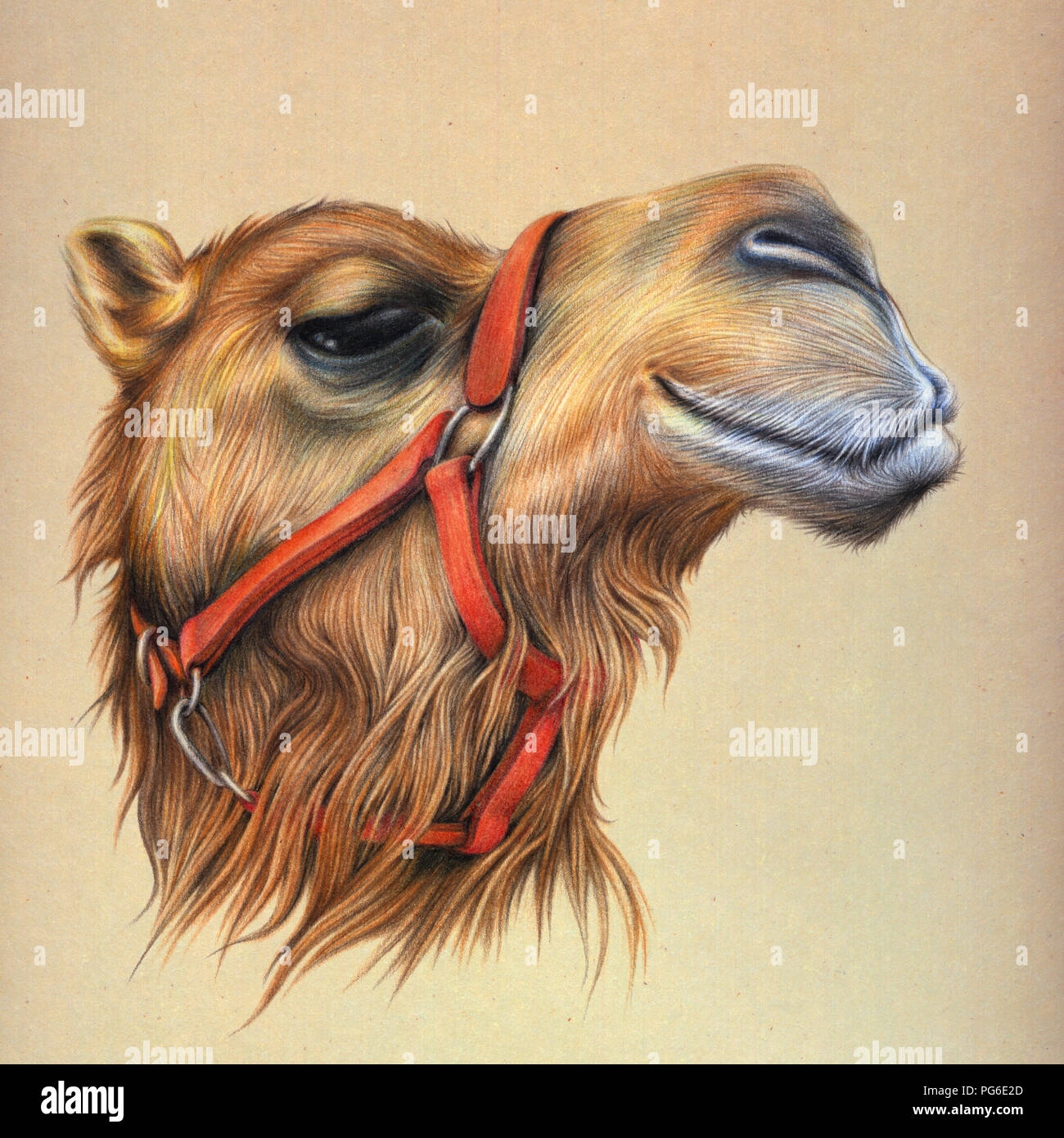 Kamel Portrait, Buntstift Stockfoto