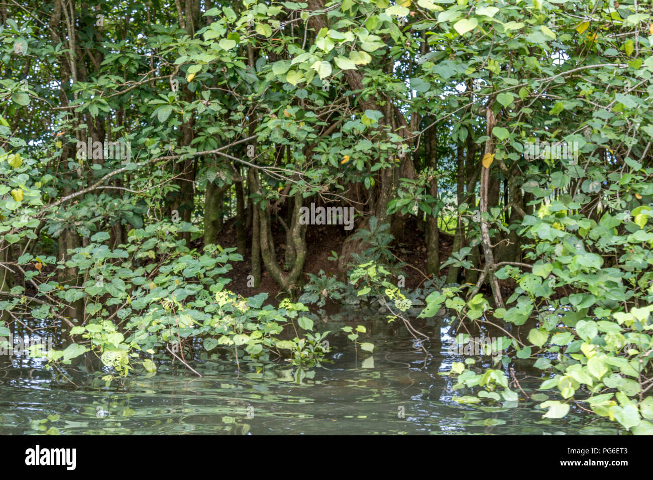 Vögel nisten in Bäumen im tropischen Regenwald Stockfoto