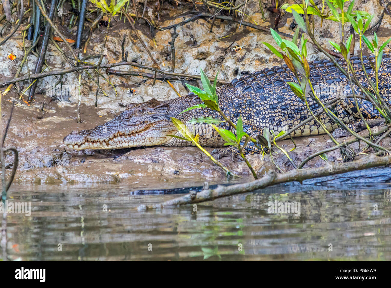 Krokodil im australischen Fluss Stockfoto