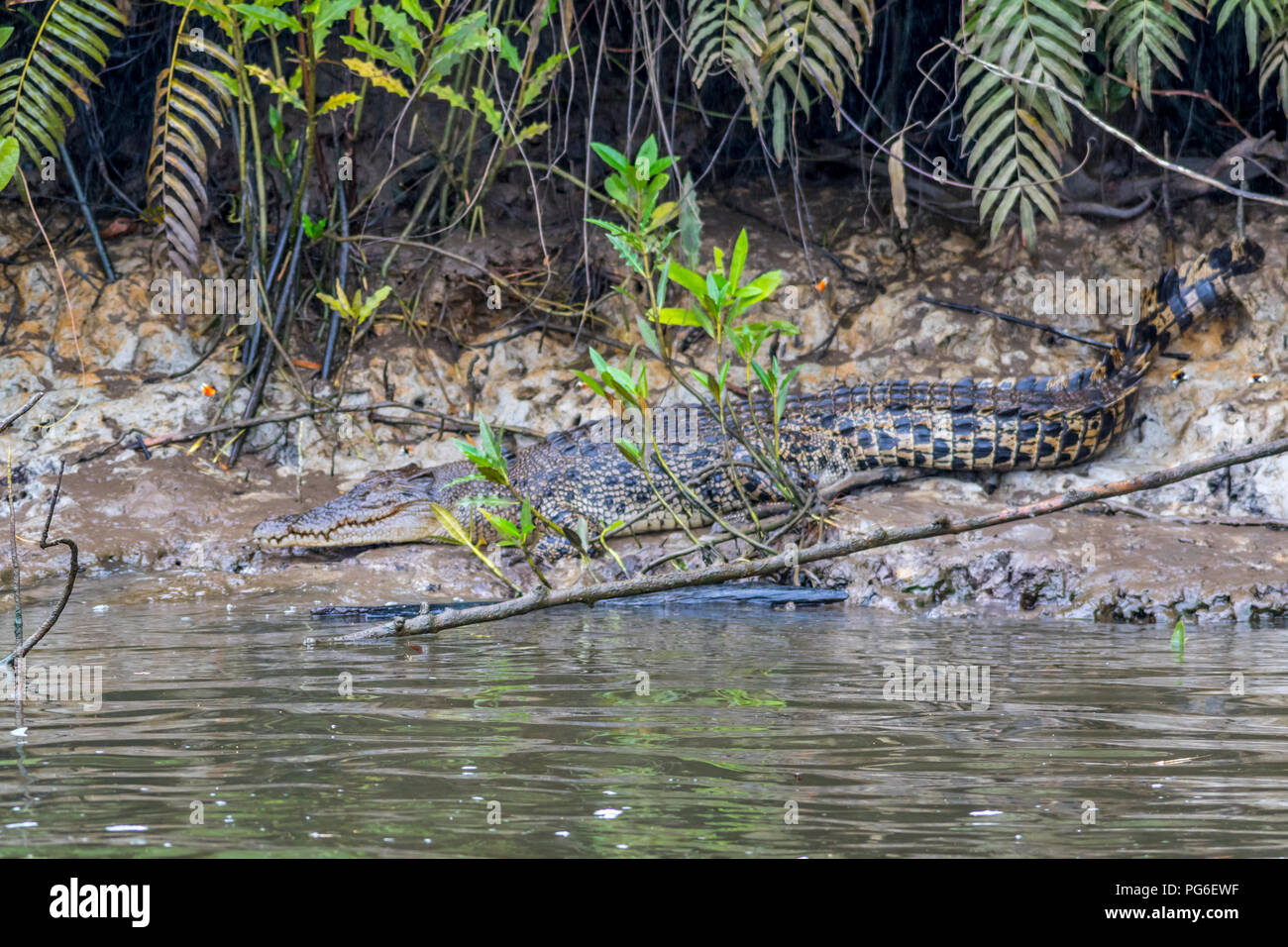 Krokodil im australischen Fluss Stockfoto