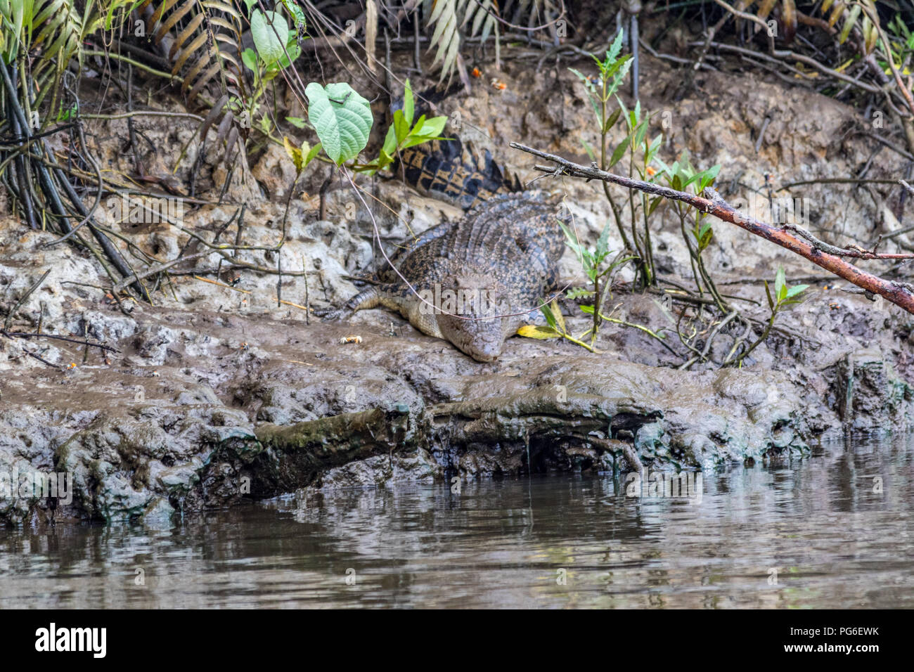 Krokodil im australischen Fluss Stockfoto