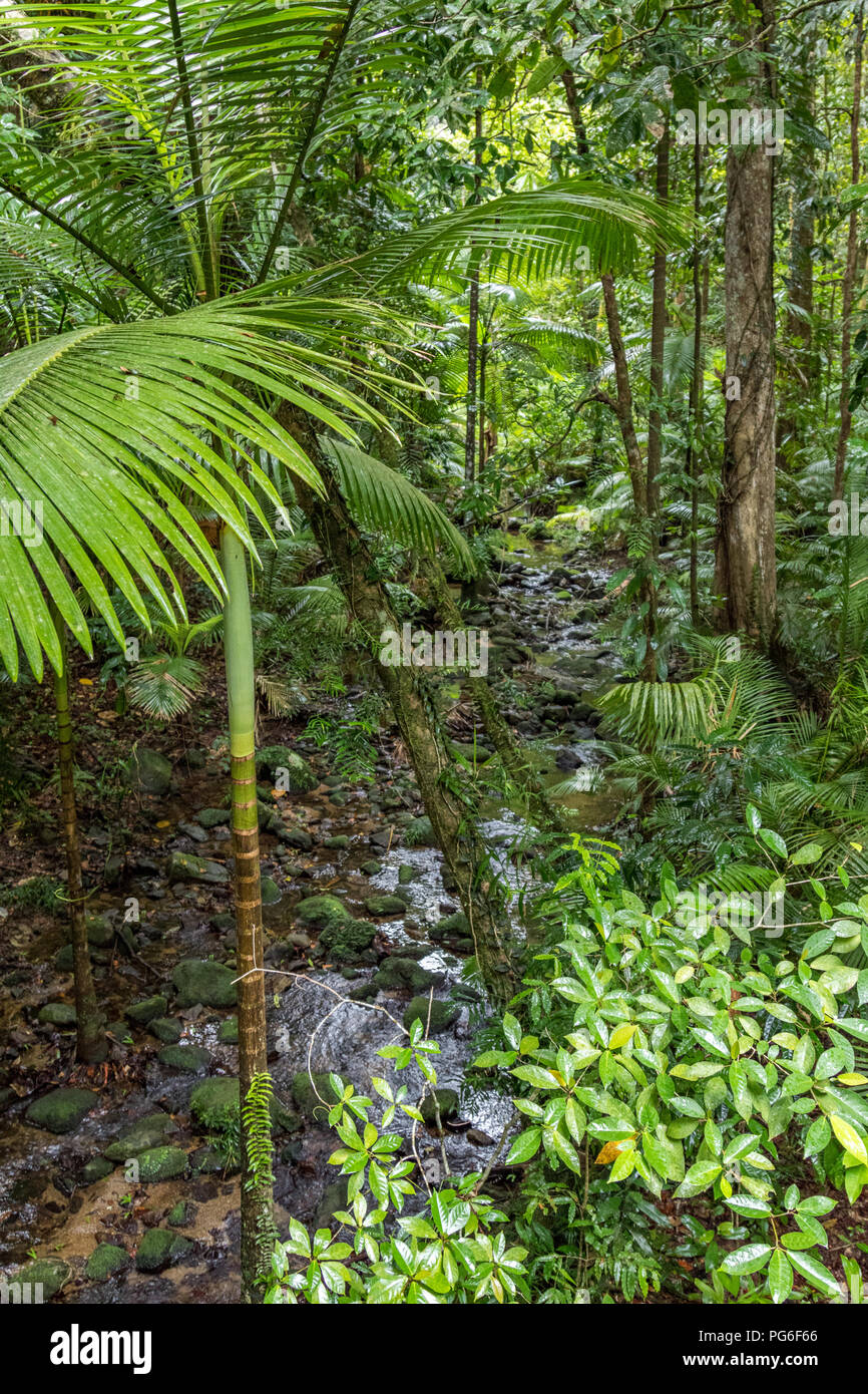 Ruhiger Blick auf den tropischen Regenwald. Stockfoto