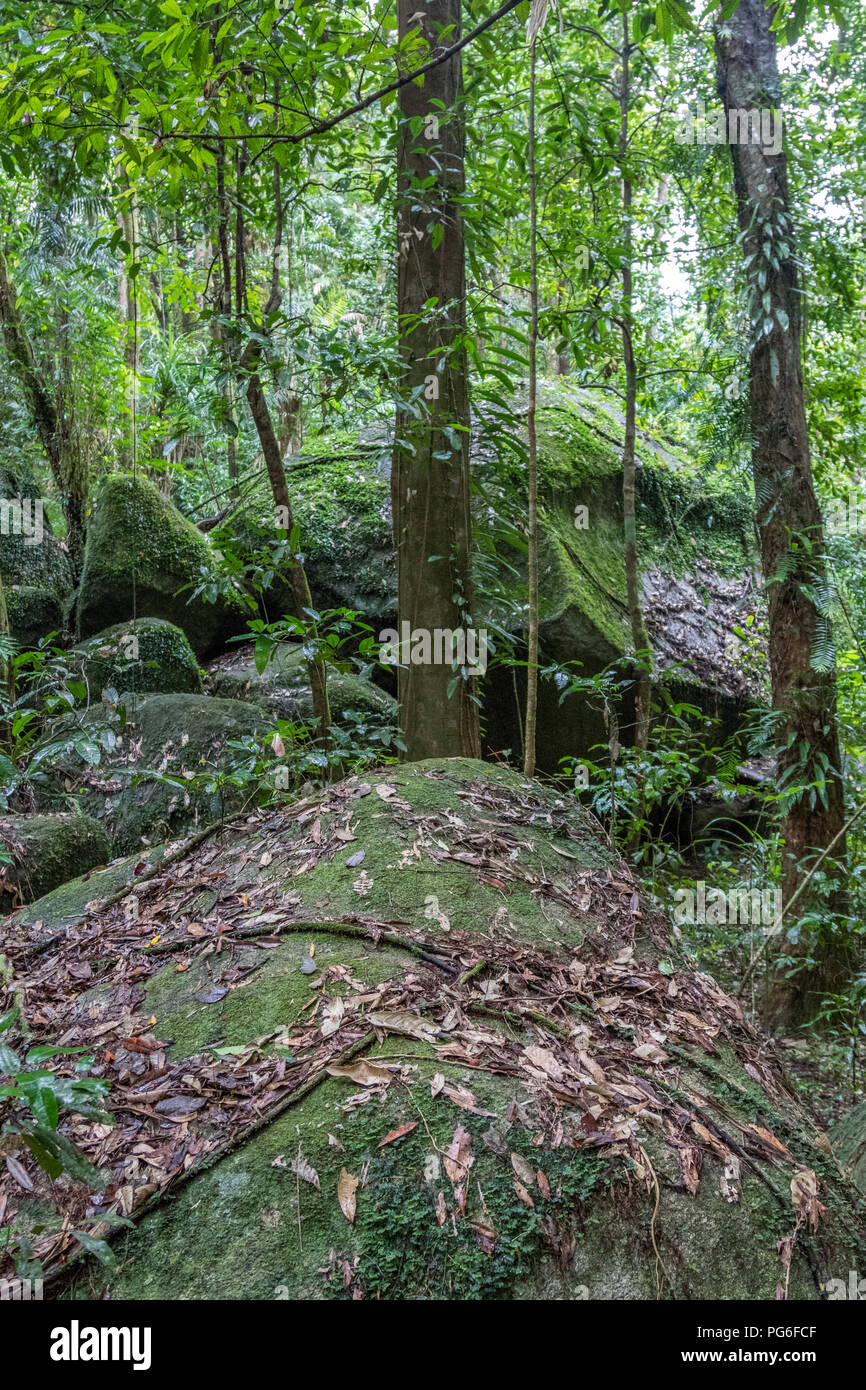 Ruhiger Blick auf den tropischen Regenwald. Stockfoto