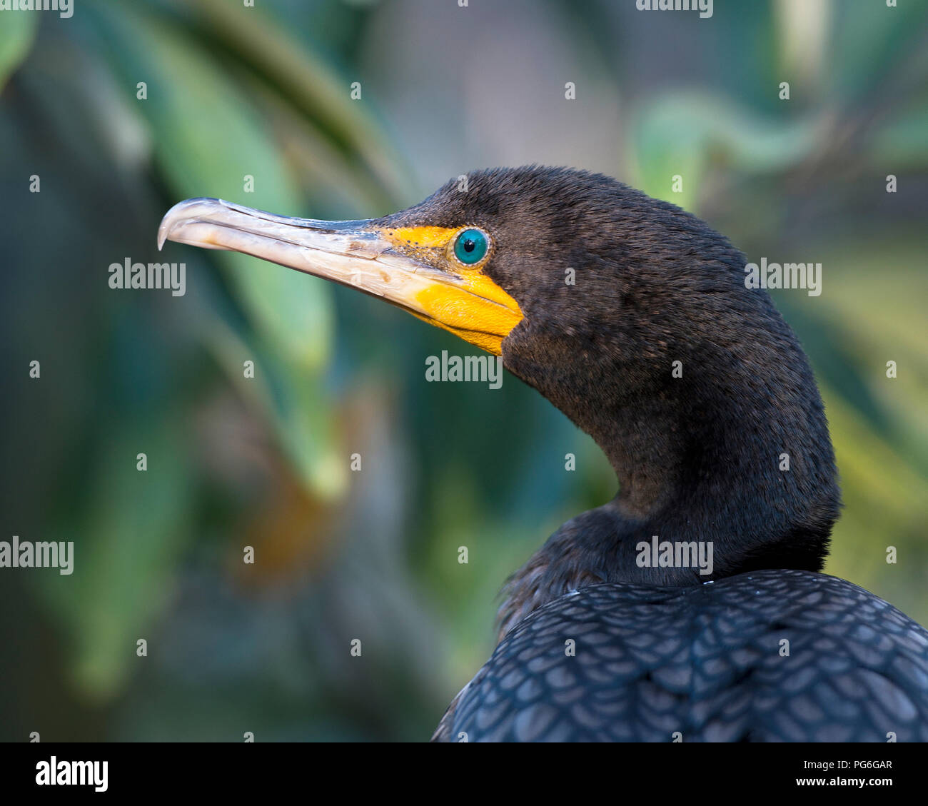 Kormoran vogel Kopf Nahaufnahme anzeigen Kopf, blaue Augen, Schnabel, schwarzen Federn mit einem Bokeh Hintergrund in seiner Umgebung Gefieder. Bild. Porträt. Stockfoto