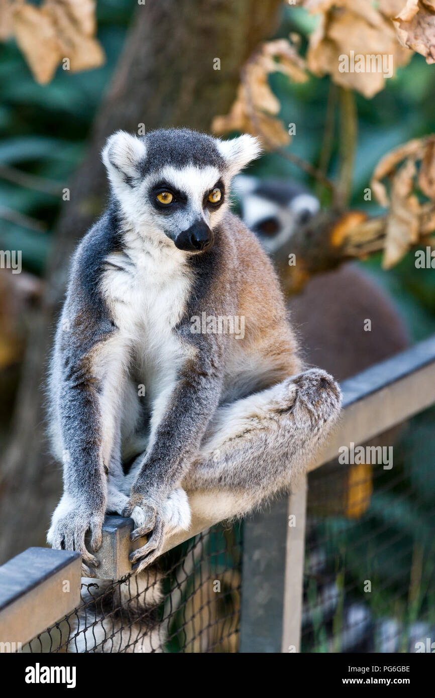 Lemur Kata, Zoologická zahrada, Troja, Praha, Česká republika/Lemur catta, Zoologischer Garten, Troja, Prag, Tschechische Republik Stockfoto