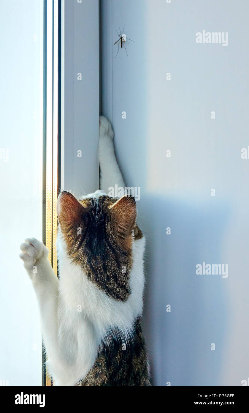 Agile weiße Katze mit einem schwarzen und braunen Streifen, die versuchen, grosse Mücke auf dem Fensterbrett in der Nähe der Fenster zu fangen Stockfoto