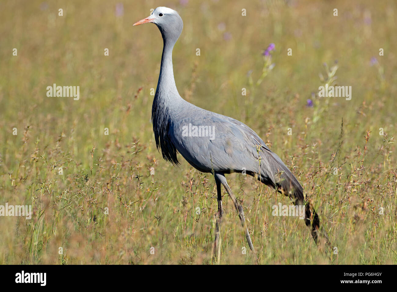 Eine vom Aussterben bedrohte blauen Kran (Anthropoides Paradisea) Wandern in Grünland, Südafrika Stockfoto