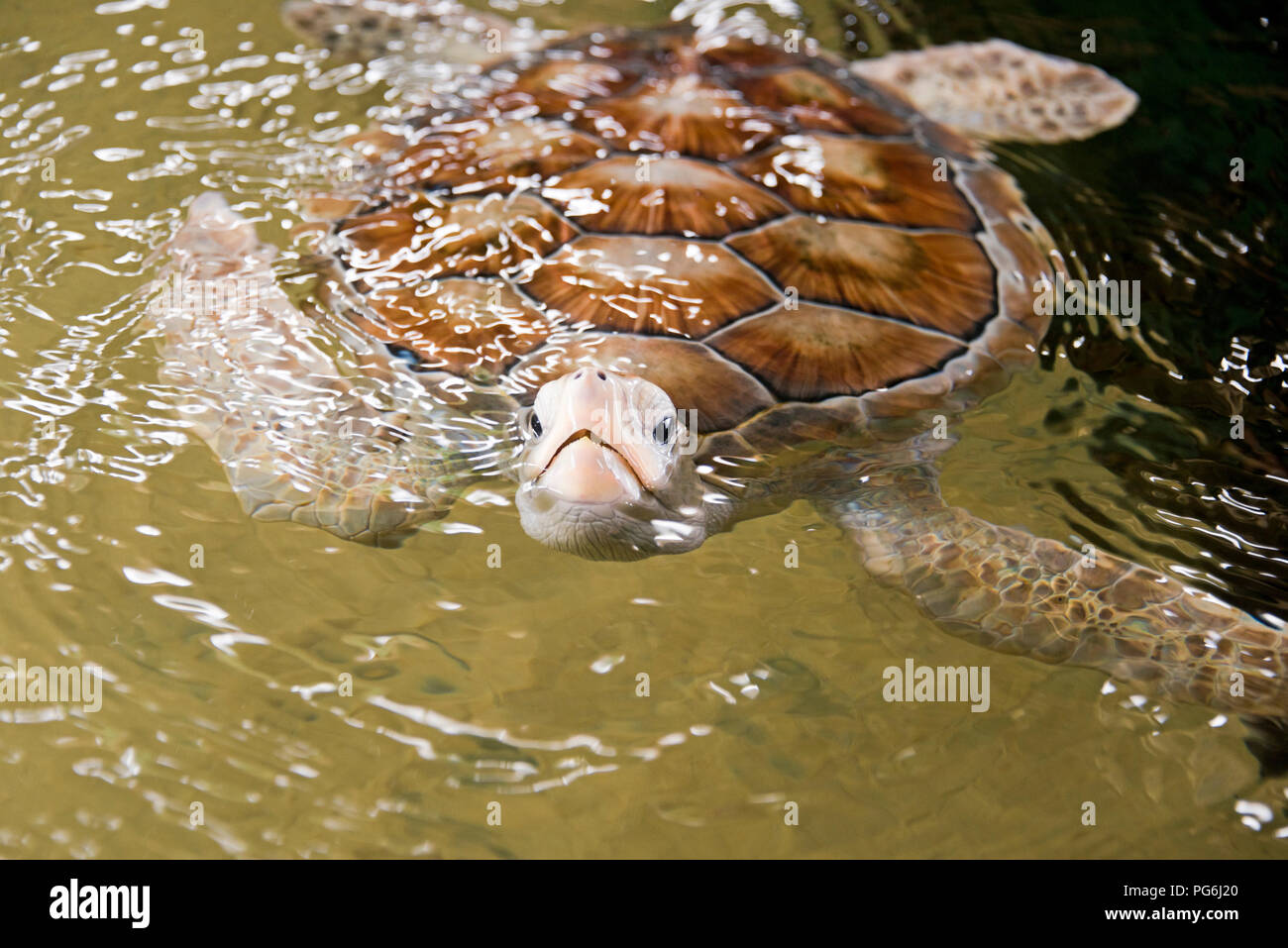 Horizontale Nahaufnahme einer seltenen albino Green Turtle in Sri Lanka. Stockfoto