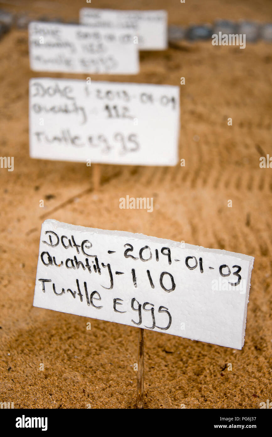 Vertikale Nahaufnahme von Labels, die genauen Positionen der Kupplungen von Schildkröten Eier am Strand in Sri Lanka. Stockfoto