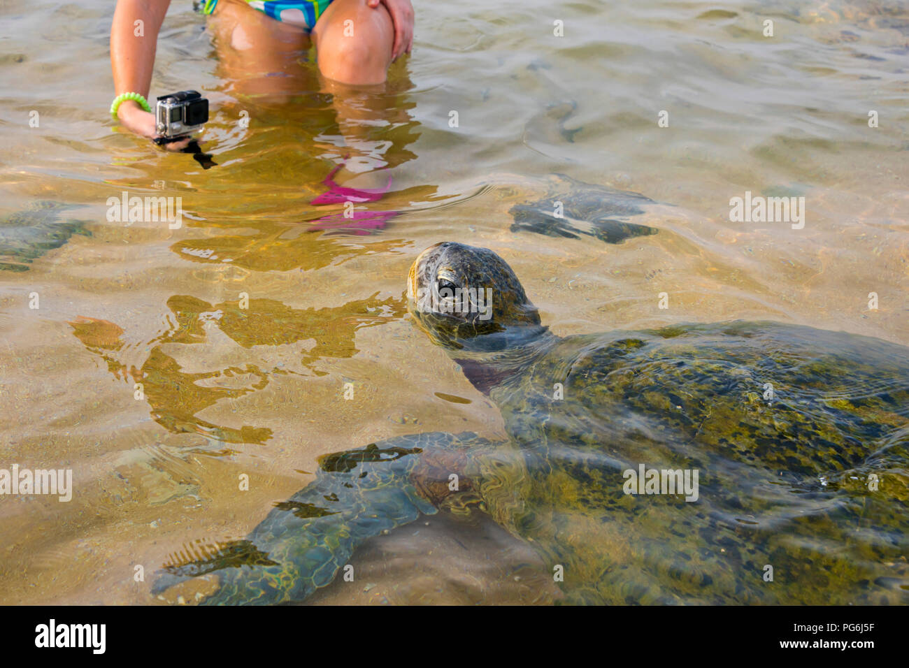 Horizontale Nahaufnahme eines Grüne Schildkröte, die im seichten Wasser in Sri Lanka fotografiert. Stockfoto