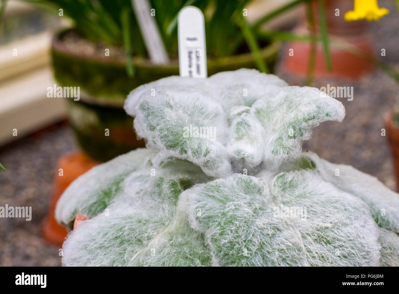 Salivia argentea closeup von Silber furry Soft leaved Pflanze, Salbei,  Dublin Irland flauschige Anlage Stockfotografie - Alamy