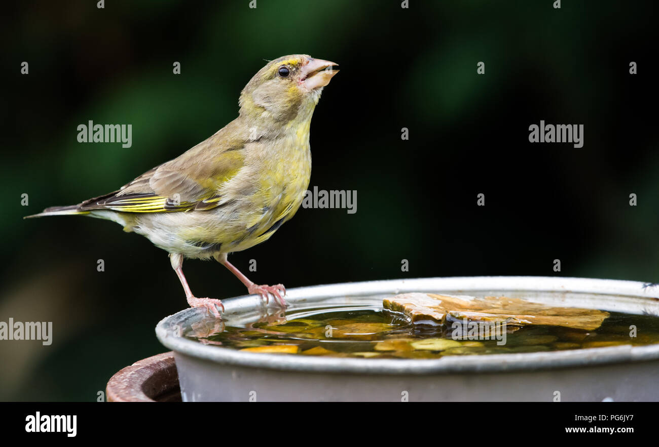 Green Finch - Chloris chloris Trinken bilden ein Darm Stockfoto