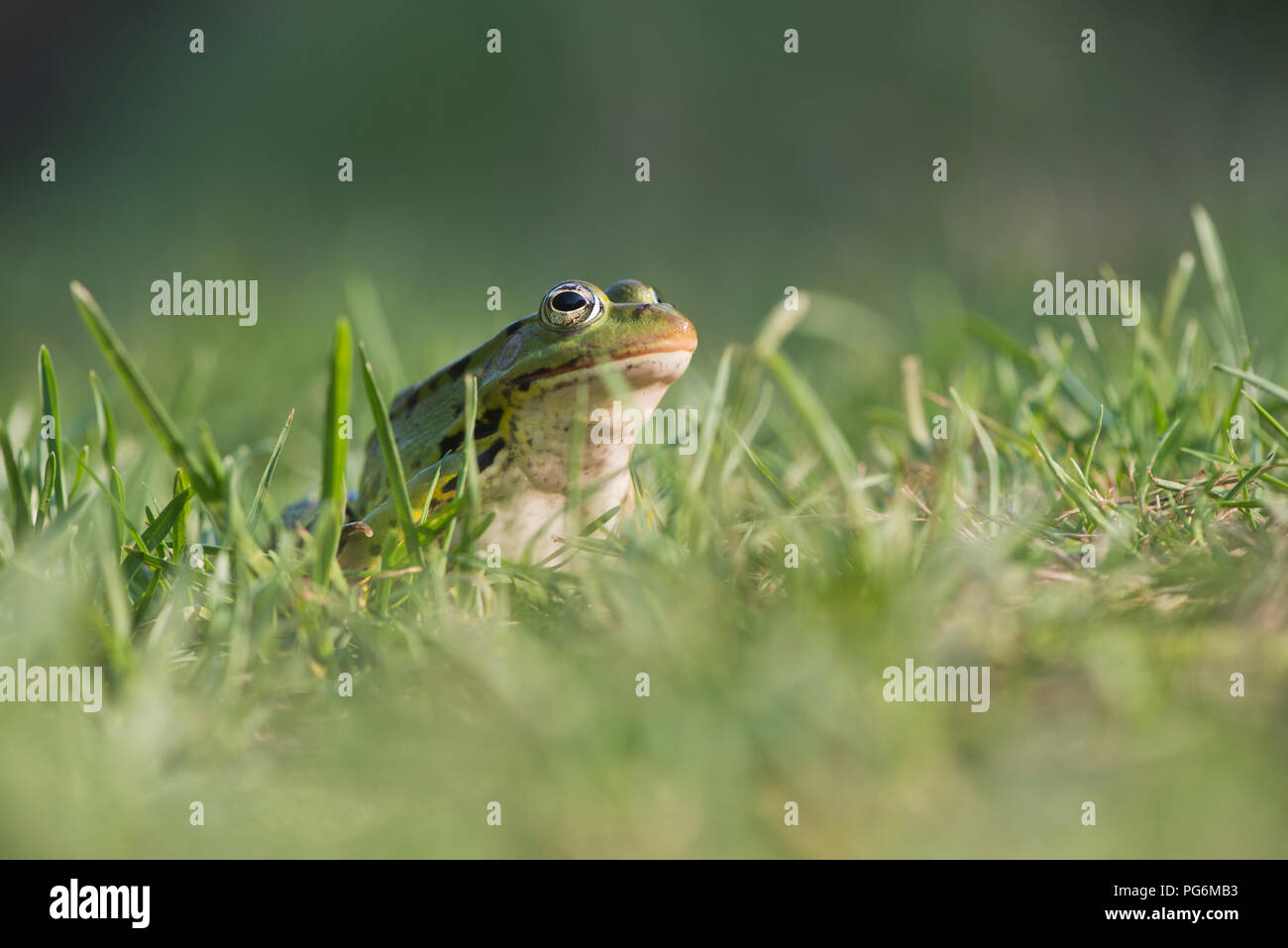 Green frog (Rana esculenta), sitzt im Gras, Niedersachsen, Deutschland Stockfoto